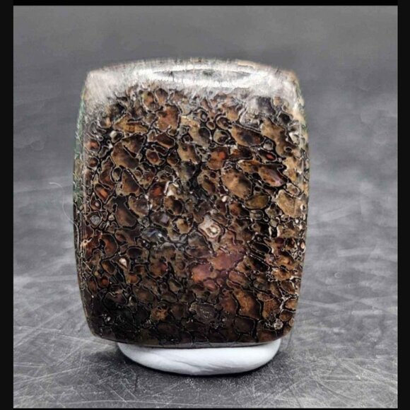 HUGE DEAL Utah Gembone (Dino Bone) Cab Lot of 3- 50.5CTS - Picture 7 of 11